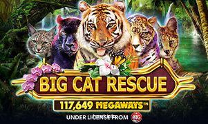 Imagem do jogo Big Cat Rescue Megaways da 1pra1